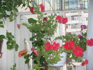 petunia