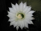 floare cactus