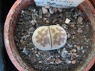 ssp. fulleri v. brunnea - decembrie 2010