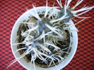Teprocactus  papyracanthus