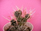 Tephrocactus