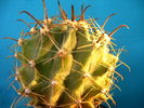 Ferocactus