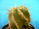 Euphorbia