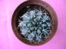 Gymnocalycium
