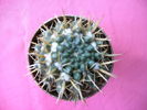 Notocactus