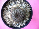 Sulcorebutia