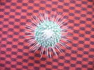 Mammillaria spinossisima