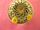 Mammillaria