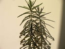 Bryophyllum tubiflorum