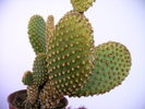 Opuntia