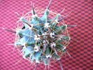 Ferocactus