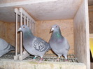 SAM_0042