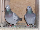 SAM_0044