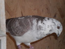 SAM_0059