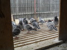 SAM_0061