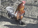 S4022159