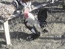 S4022167