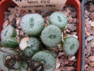 ssp. turbiniforme - decembrie 2010