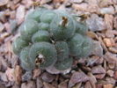 ssp. helmutii PVB3265 - decembrie 2010