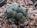 ssp. helmutii PVB3265 - decembrie 2010