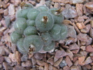 ssp. helmutii PVB3265 - decembrie 2010