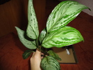 Aglaonema silver queen