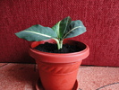 DSC01241
