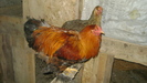 pereche potarniche