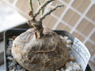 Zygosicyos tripartitus