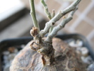 Zygosicyos tripartitus