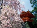 Cherry Blossoms, Ninnaji Temple, Kyoto, Japan