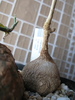 Pyrenacantha malvifolia