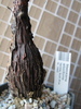 Mestoklema arboriforme -Aizoaceae