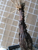 Mestoklema arboriforme