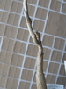 IPOMEA SP