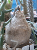 Raphionacme longituba, Asclepiadaceae
