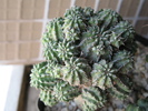 E. sepulta - altoita