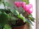 ciclamen2