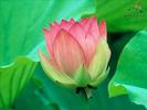 flori_de_lotus_17_L