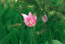 Flori-02