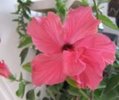 hibiscus3