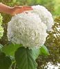 Hortensie uriasa Incredible (Riesen-Garten-Hortensie Incredible® (Hydrangea arborescens))