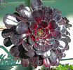 aeonium-rosette