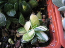v. variegata - 19.01.2011
