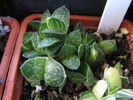 v. variegata - 19.01.2011
