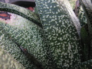 Gasteria 2 (2)