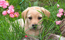 tn_adorableawp6