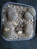 Lithops 2 (scwantesii)