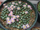 Conophytum 1 (2)