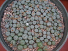 Conophytum 1 (4)